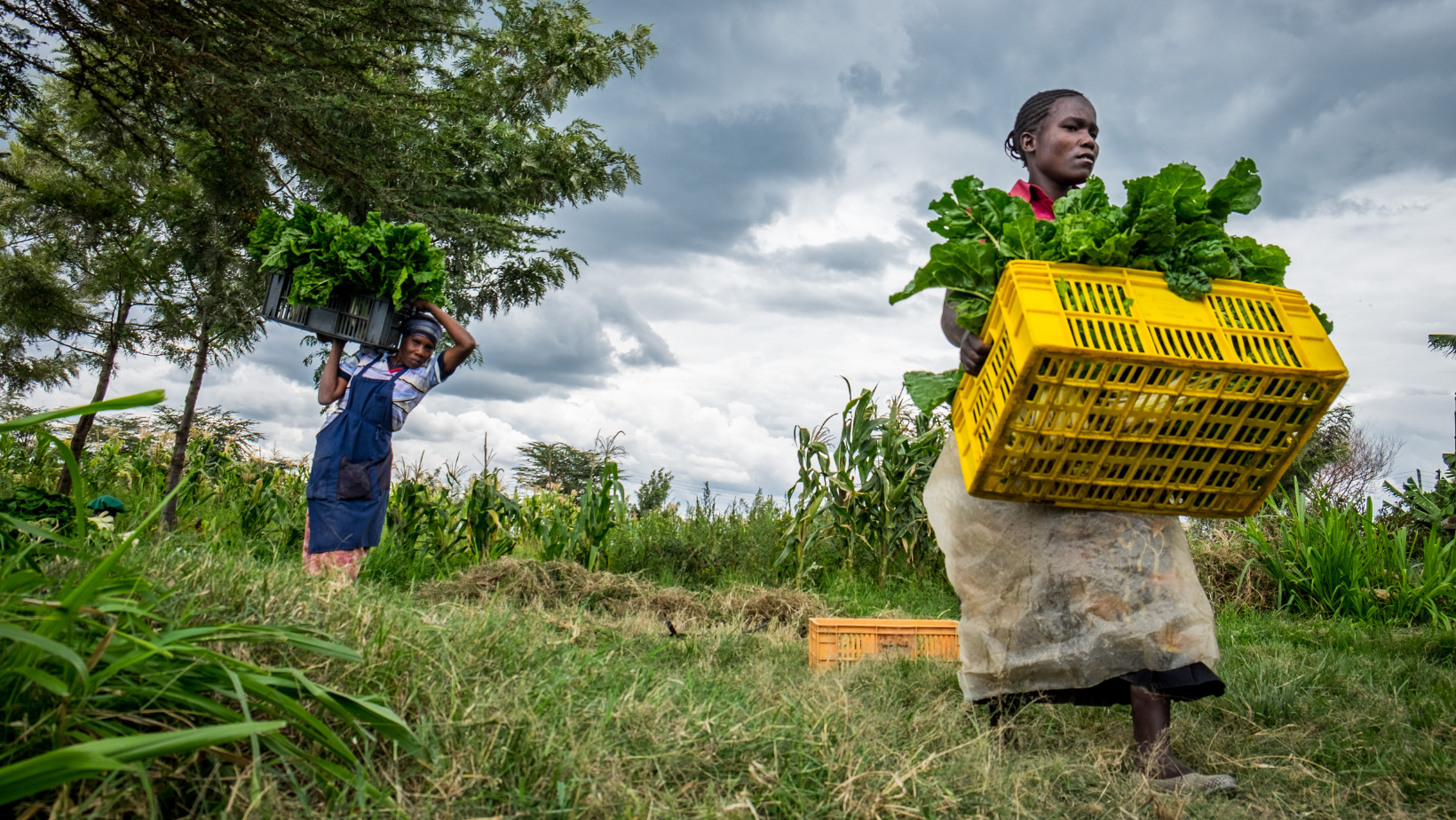 Digital Climate Services for Smallholder Farmers in Zambia and Malawi